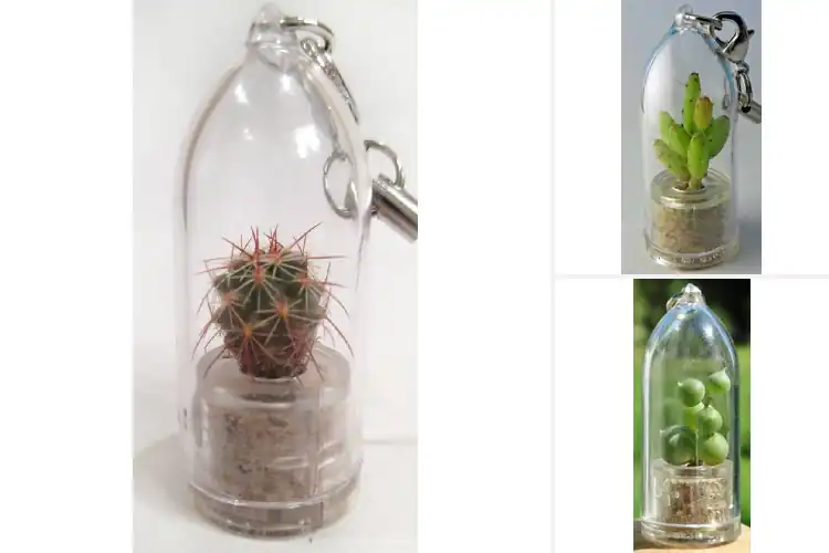 Detailed view of Best Live Plant Attachments for Everyday Natural Bliss